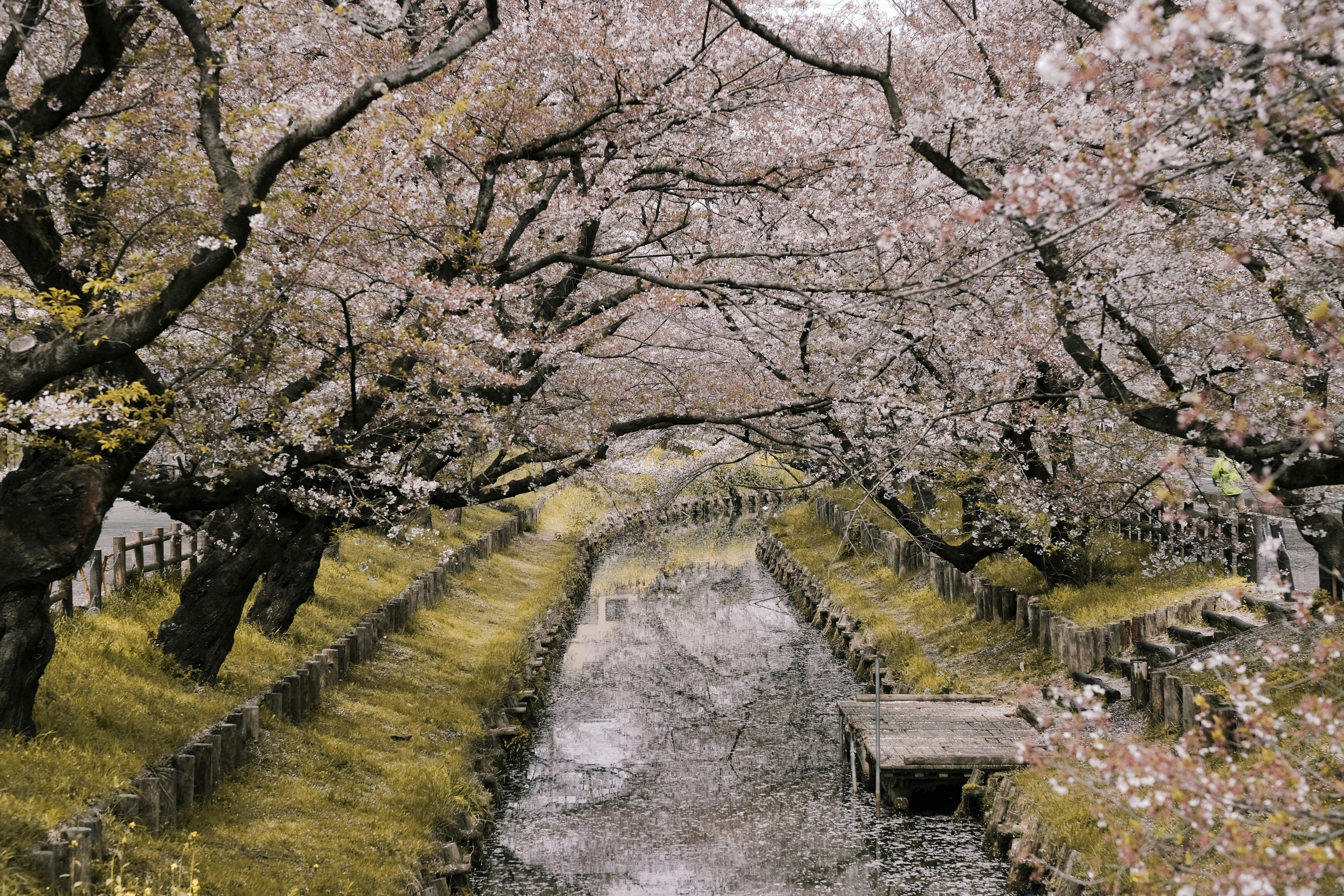 Cherry blossoms in spring